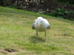 Herring gull 2